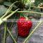 Sinocharm BRC-A Approved  IQF Strawberry  Frozen Strawberry