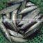 Frozen bonito whole round fish