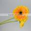 High grade Champagne mini yellow daisy gerbera flower