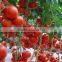 Canned Tomato Paste, Sachet Tomato Paste, Tomato Sauce, Tomato Puree,