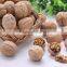 Chinese walnut for wholesale