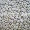 we are supply Small white kidney beans with good quality for sale