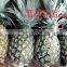 FRESH SWEET PINEAPPLE / +84963818434 whatsapp