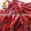 New crop dry red whole chilli exporter
