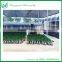 Ficus Ginseng Live Natural Plants