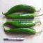 middle early maturity non-edible seeds green Chinese vegetable seeds