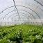 baolida hoop green house for strawberry