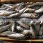 land frozen good price for canning trawling sardine