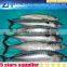 200-300g IQF mackerel from china, high quality makerel fish for sale