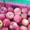 high quality red qinguan apples exporter big qinguan apples factory