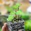 Newest Design Succulent Plants Mini Succulent Plant Artificial Plants Succulent Plant