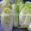 chinese brands cabbage fresh green cabbage