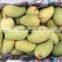 100% High Quality Frozen Mango Sliced Cut From Thailand