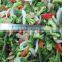 blended frozen bulk manufacturer fruits and vegetables model
