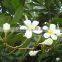 Natural plant Plumeria obtusa