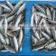 Frozen horse mackerel fish seafood supplier for thailand buyer