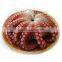 Health Certificate Seafood frozen octopus