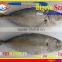 FROZEN BIGEYE SCAD WHOLE ROUND
