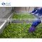 Sinocharm  5-7 mm BRC-A approved IQF  Green Pepper Strips Frozen Green Pepper