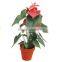 Bamboo Fiber Flower Pot