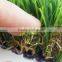 Brand New Football Artificial Turf Grass