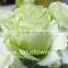 Wide Varieties Reasonable Price Factory Direct Fresh Cut Flower Eustoma From Yunna Lisianthus From Yunnan