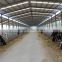 steel frame cow shed /steel structure cow shed