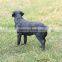 1:6 scale 3d model Dog sculptures customize small Poodle dog figures