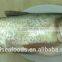 Frozen silver carp/ Asian Carp