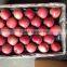 fresh fuji apples 2016 crop