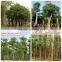 Outdoor Landscaping Tall Ornamental Green Decorative Plants