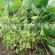 IQF Edamame Frozen Green Soy bean