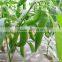 Hot Pepper Seeds