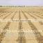 desert save-water irrigation with drip tape