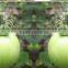 clear tomato grafting plant Clips