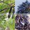 Dried Gleditsia/Caesalpinioideae/boket from Vietnam