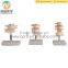 Natural Size Lumbar Vertebrae Set(2nd 3rd 4th)Joint Bones Medical Human Skeleton Model