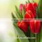 Chinese factory cheap wholesale red-lip fresh cut tulips flower for Tulip Festival