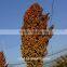 sorghum price can be very competitive