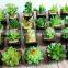 Factory Sale Artificial Succulent Plants Mini Potted Artificial Succulent Plants