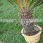 plastic pipe with dripper column --irrigation in desert