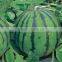 Chinese High Sweetness Hybrid Green Watermelon Seeds For Cultivation-Invincible Jingxin