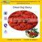 GMP certified factory supply top quality Ningxia Dried Goji Berry