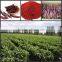 New Crop Sweet Paprika Pods