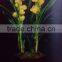 Cymbidium hybridum faberi(Gold Beauty)