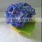 mix color hydrangea potted
