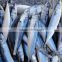 Seafrozen W/R Pacific Mackerel Fish Size 300-500
