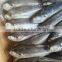 Jack mackerel China sea catch