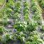 white pp fabric for agriculture cover