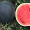 Hybrid f1 black watermelon seeds with red flesh